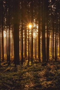 Sunbeams Between Forest Trees