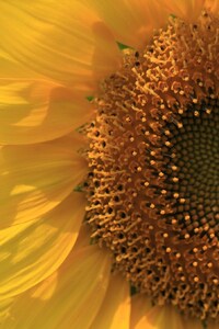 Sunflower Close (640x1136) Resolution Wallpaper