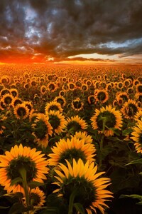 Sunflower Field (1440x2560) Resolution Wallpaper