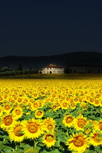 640x1136 Sunflower Fields 5k