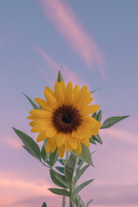 Sunflower Minimal 5k (1440x2960) Resolution Wallpaper