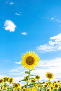 1080x2160 Sunflowers And Blue Sky