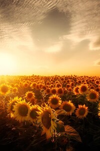 Sunflowers Sunset (1125x2436) Resolution Wallpaper