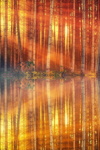 Sunset Day Light Lake Forest 4k (320x480) Resolution Wallpaper