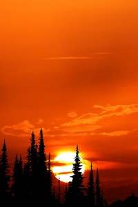 Sunset Orange Forest 4k (1125x2436) Resolution Wallpaper