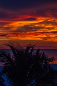 Sunset Palm Trees Ocean Beautiful View 4k