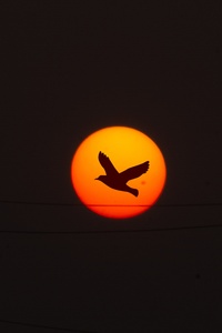 320x568 Sunset Sunrise Bird Flying Sky Nature Clouds 5k