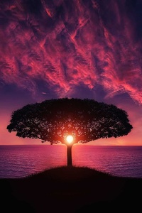 Sunset Tree Red Ocean Sky