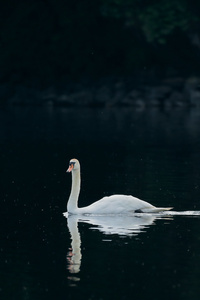 240x320 Swan Bird