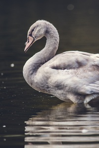 Swan Lake 5k