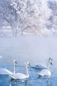 Swans In Spring Wetland Park (1080x1920) Resolution Wallpaper