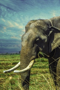 Thailand Elephant 5k