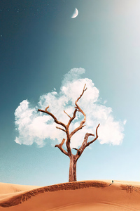 The Cloud Tree 5k