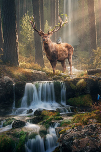 The Deer And The Owl (640x1136) Resolution Wallpaper