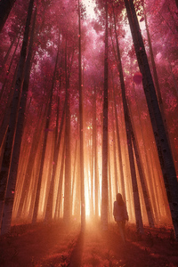 1080x2160 The Forest Sunset Breeze