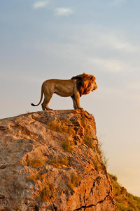 The Lion King 2019 Entertainment Weekly (240x400) Resolution Wallpaper