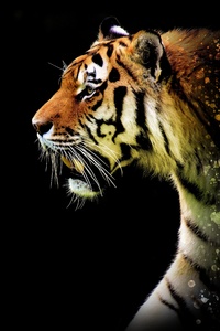 Tiger Abstract 5k (540x960) Resolution Wallpaper
