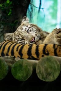 Tiger Amazing Photography