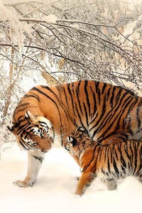 Tiger Baby Felidaee (1125x2436) Resolution Wallpaper