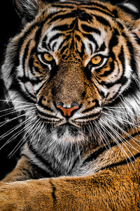 Tiger Closeup (320x568) Resolution Wallpaper
