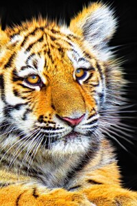 1440x2960 Tiger Cub