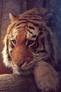 Tiger Dreamy Art (1125x2436) Resolution Wallpaper