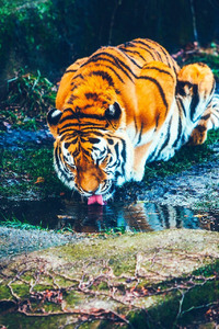 Tiger Drinking Water HD (320x568) Resolution Wallpaper