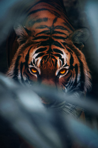 Roaring Tiger 4K Ultra HD Mobile Wallpaper  Tiger wallpaper Tiger  pictures Tiger images