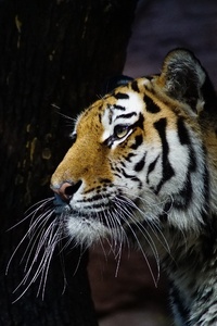 Tiger Glance 4k (320x568) Resolution Wallpaper