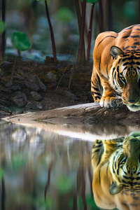 Tiger Glowing Eyes Drinking Water 4k (320x568) Resolution Wallpaper