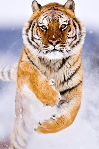 480x800 Tiger In Snow