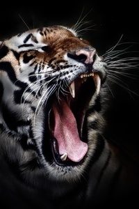 Tiger Open Mouth (1080x2160) Resolution Wallpaper