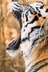 1440x2560 Tiger Open Mouth 8k