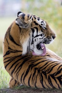 Tiger Predator (640x1136) Resolution Wallpaper