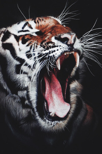 Tiger Roar (240x320) Resolution Wallpaper