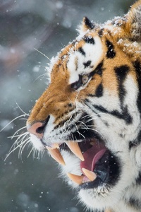 Tiger Roar Teeth