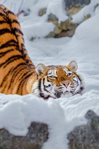 Tiger Snow (640x1136) Resolution Wallpaper