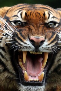 Tiger Teeths