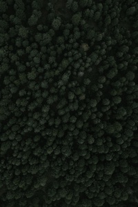480x800 Top View Of Forest Green Trees 4k
