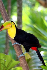 Toucan Bird Forest