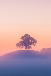Tree And Mist (1242x2668) Resolution Wallpaper