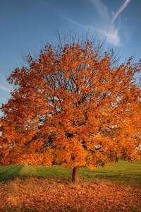 1125x2436 Tree Autumn Field