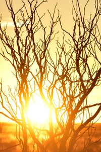 Tree Branches Afterglow Silhouette (640x960) Resolution Wallpaper