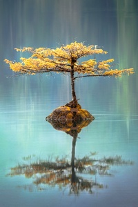 Tree In The Middle Of Lake