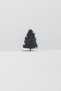 Tree Snow 4k (320x568) Resolution Wallpaper
