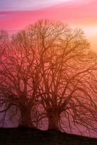 Tree Sunset Dawn 5k