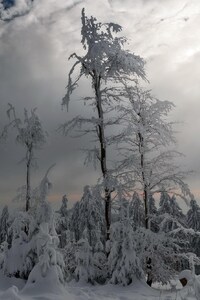 1125x2436 Trees Covered With Snow
