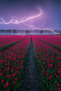Tulip Field Lightning 4k (1242x2668) Resolution Wallpaper
