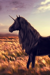 Unicorn In Field (720x1280) Resolution Wallpaper
