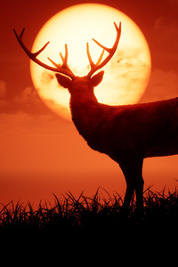 480x800 Unreal Deer Morning 4k